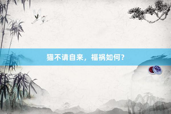 猫不请自来，福祸如何？